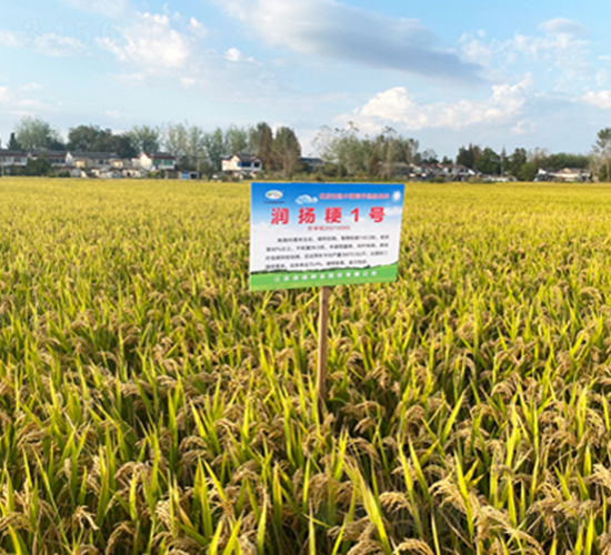潤(rùn)揚(yáng)粳1號(hào)-水稻種子-潤(rùn)揚(yáng)種業(yè)