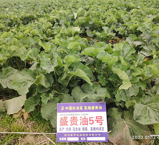 盛貴油5號-油菜種子-盛平農業