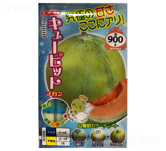 丘比特-甜瓜種子-山田盛種苗