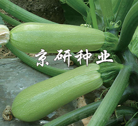 ����293-�����J�N��-���зN�I