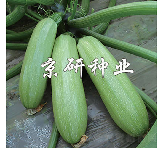 ����CRV1-�����J�N��-���зN�I