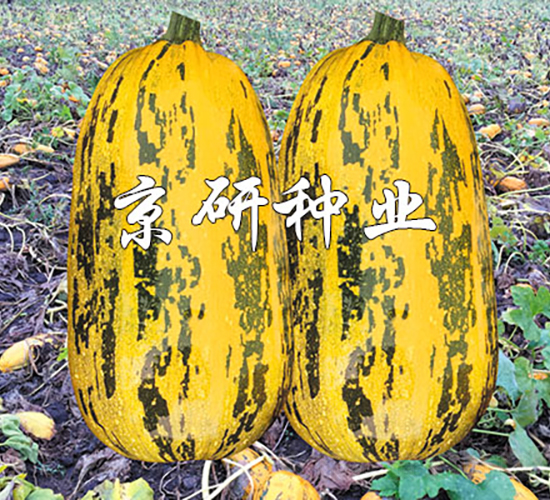 �������S3̖-�����J�N��-���зN�I