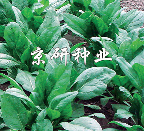 ����5̖-���˷N��-���зN�I