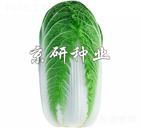 ������3̖-�ײ˷N��-���зN�I