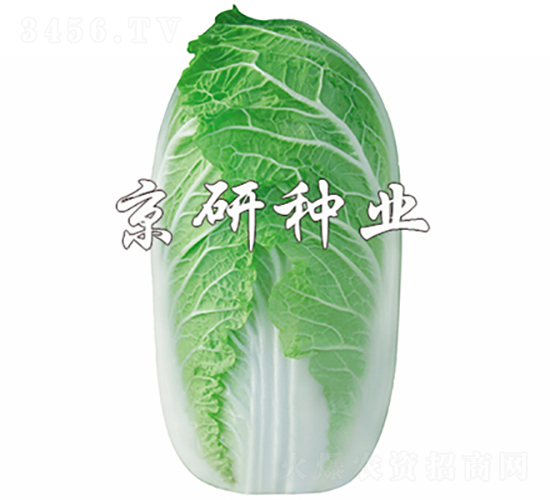 �������޲�-�ײ˷N��-���зN�I