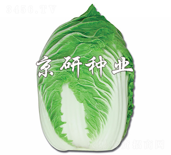 ������-�ײ˷N��-���зN�I