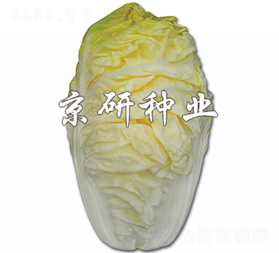 ����56-�ײ˷N��-���зN�I