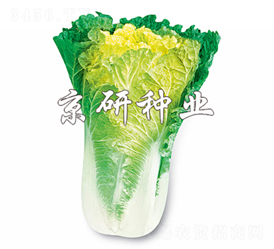 С�s56̖-�ײ˷N��-���зN�I