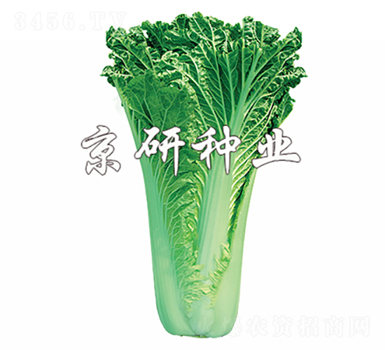 ����75̖-�ײ˷N��-���зN�I(y��)