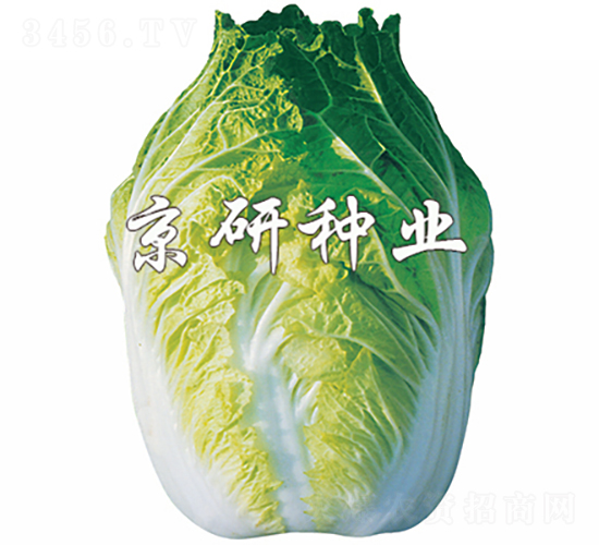 ����68̖-�ײ˷N��-���зN�I