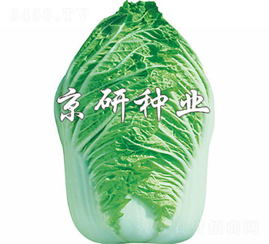 ������ţ��-�ײ˷N��-���зN�I