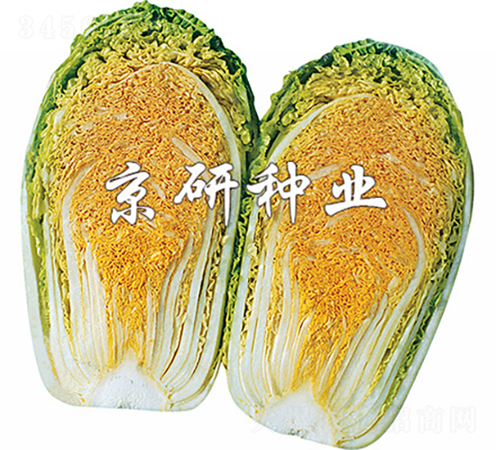 北京桔紅心-白菜種子-京研種業