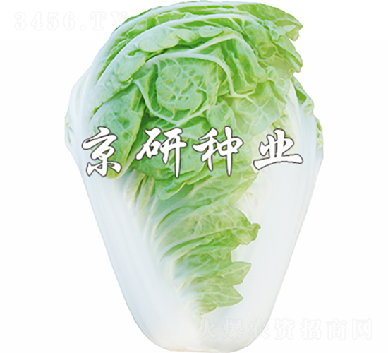 冬冠19-白菜種子-京研種業
