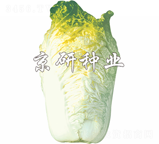 京秋56號-白菜種子-京研種業