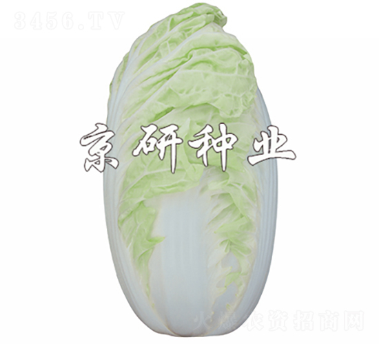 京夏4號-白菜種子-京研種業