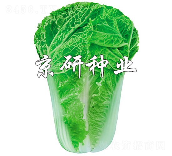 京秋15-11-白菜種子-京研種業