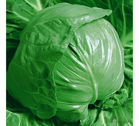 �G���{(l��n)-���{(l��n)�N��-��Ʒ�r(n��ng)�I(y��)