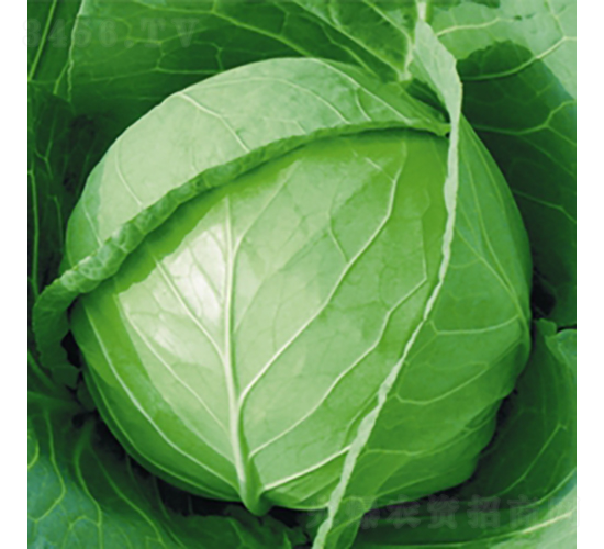 ����-���{�N��-��Ʒ�r�I