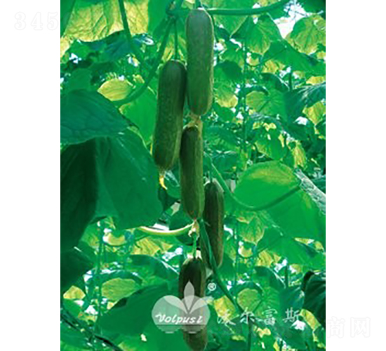 ��ؐ��̖(h��o)F1��ˮ���S�ϣ�-�S�ϷN��-�֠���˹