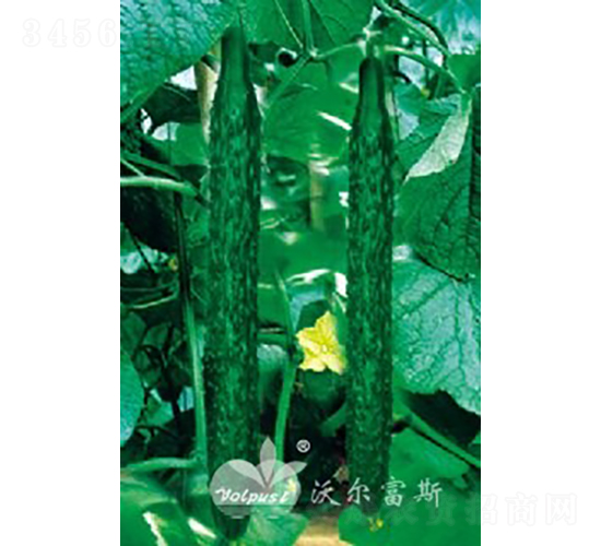 ����(y��u)��̖(h��o)F1��Խ�����紺�߮a(ch��n)�ͺ��S�ϣ�-�S�ϷN��-�֠���˹