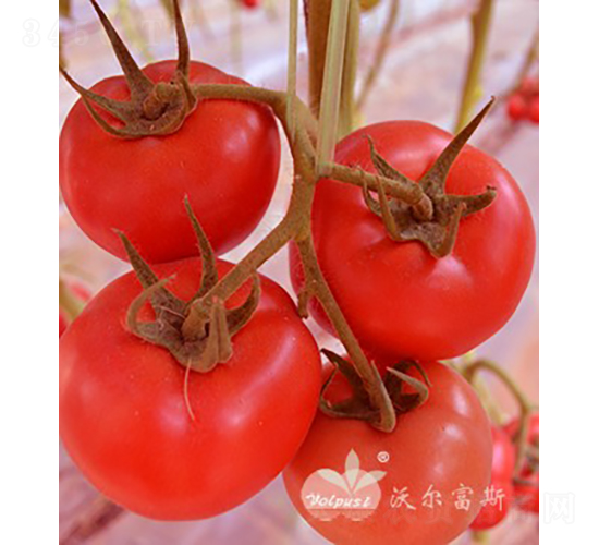 �tؐ��502F1����TY������t���ѣ�-���ѷN��-�֠���˹