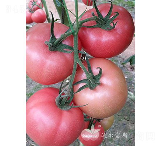 冬盈二號(hào)F1（抗TY越冬粉果大番茄）-番茄種子-沃爾富斯