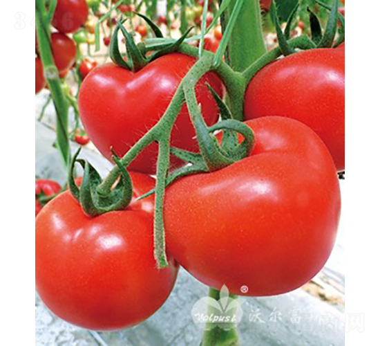 ��t����208F1����t����Ʒ�N��-���ѷN��-�֠���˹