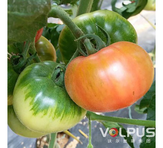 ��ؐ��21̖F1���������ɫ��ݮ���ѣ�-���ѷN��-�֠���˹