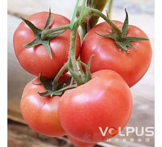 �����SҲ�{��̖F1����TY�߶˸߮a�۹����ѣ�-���ѷN��-�֠���˹