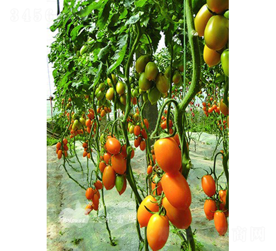 改良金羅曼F1（優質黃色羅曼類型番茄）-番茄種子-沃爾富斯