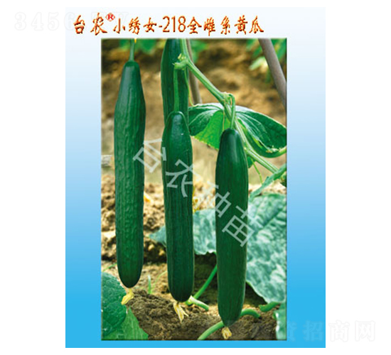 小繡女218全雌系黃瓜-黃瓜種子-臺農種苗
