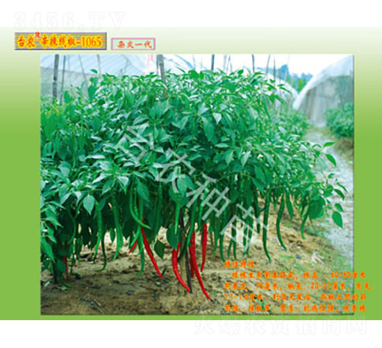 線椒-1065-辣椒種子-臺農種苗