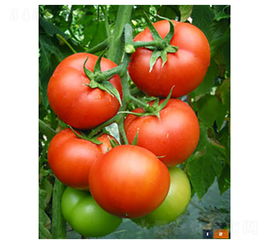 6169����-���ѷN��-�𸣈@�r�I