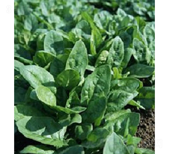 星火143-菠菜種子-依農農業