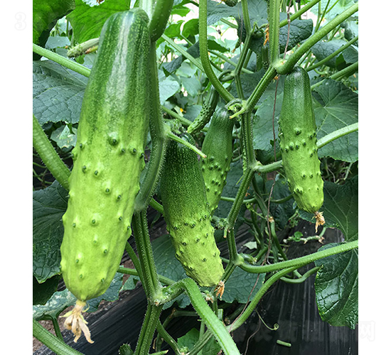 依農綠甜9號-黃瓜種子-依農農業(yè)