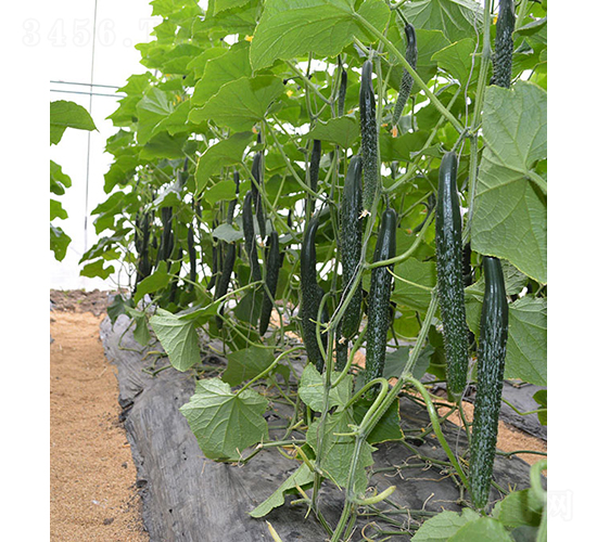 刺黃瓜24-922-黃瓜種子-依農農業