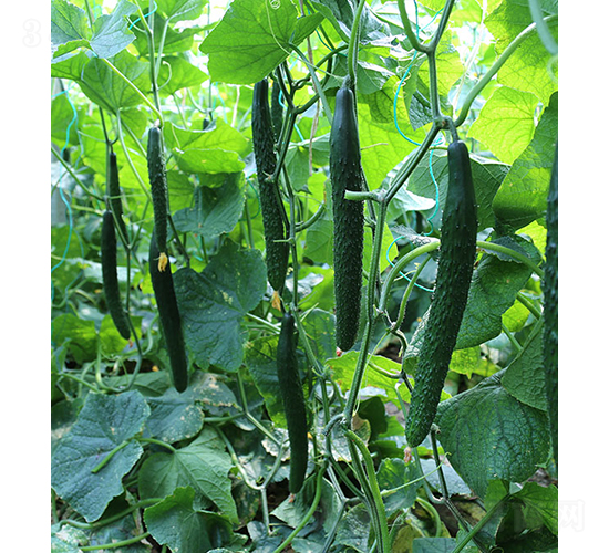 ���S��108-�S�ϷN��-���r�r�I