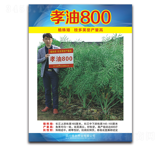 孝油800-油菜種子-德名種業(yè)