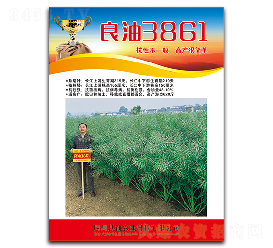 良油3861-油菜種子-德名種業