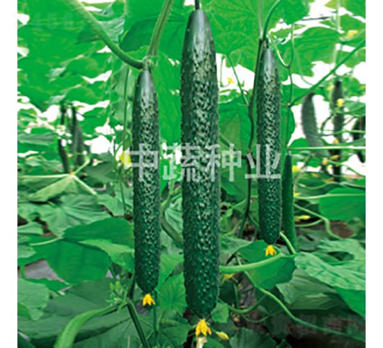 ���r56-�S�ϷN��-���߷N�I