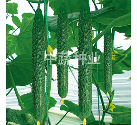 ���r28̖-�S�ϷN��-���߷N�I