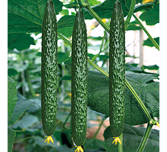 ���r126-�S�ϷN��-���߷N�I