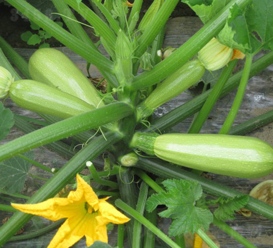 ����-�����J�N��-�A���N��