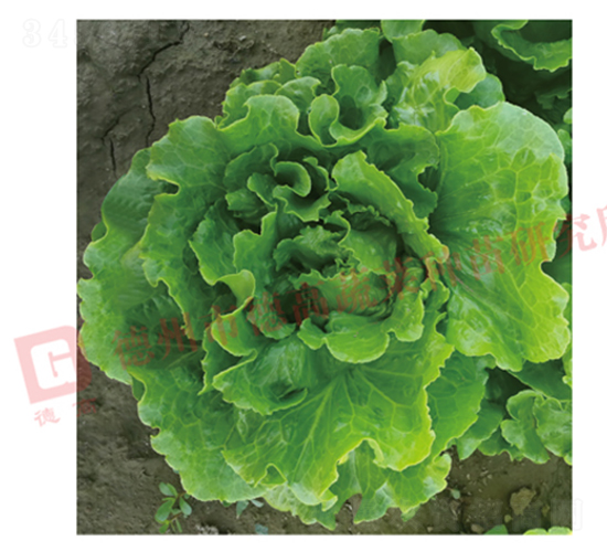 德高意大利生菜-生菜種子-德高種業