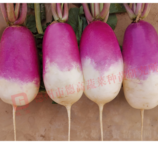 һ�c�t�}��-R275-�}���N��-�¸߷N�I