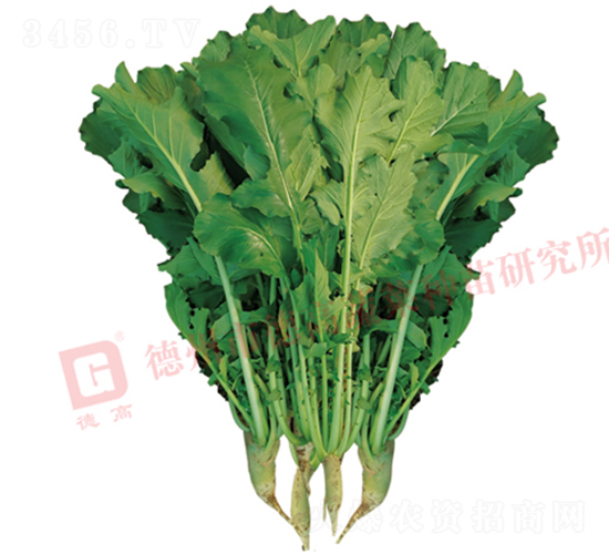 葉用蘿卜-R460-蘿卜種子-德高種業