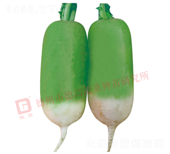 �S�GƤ�}��-R117-�}���N��-�¸߷N�I