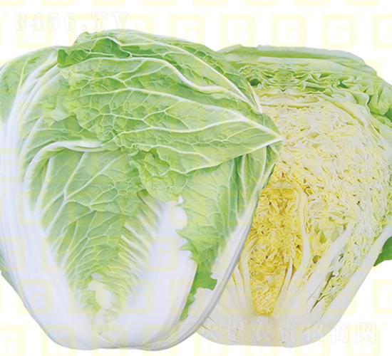 ������ײ�-�¸�VR�а�-��ײ˷N��-�¸߷N�I