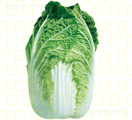 秋中熟白菜-德高福山包-大白菜種子-德高種業