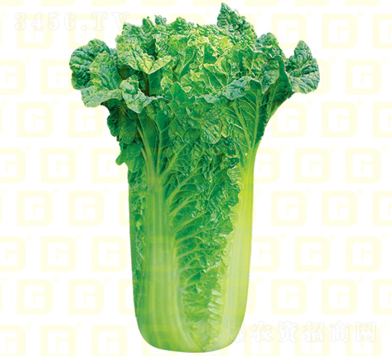 青麻葉類型-德高青華50-大白菜種子-德高種業